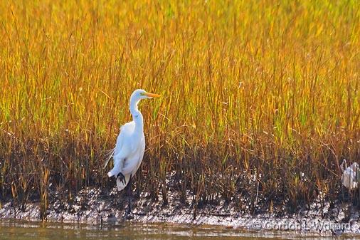 Egret On The Shore_29102.jpg - Great Egret (Ardea alba) photographed near Port Lavaca, Texas, USA.